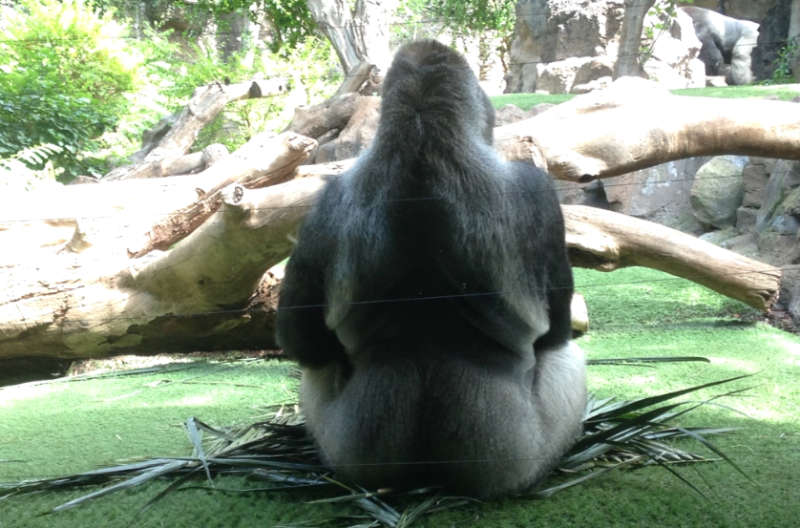  Gorilla-Männchen